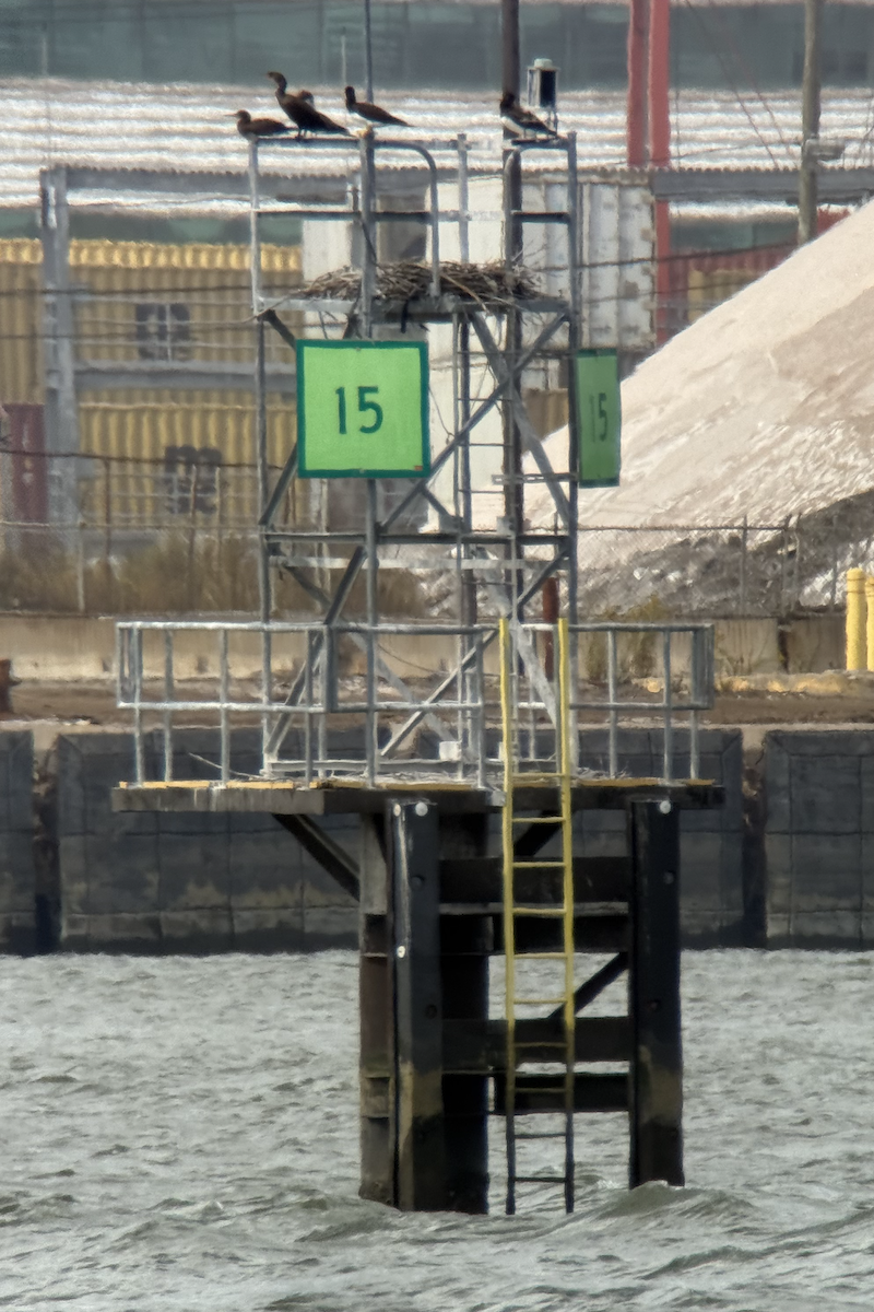 Brown Booby - ML643100378