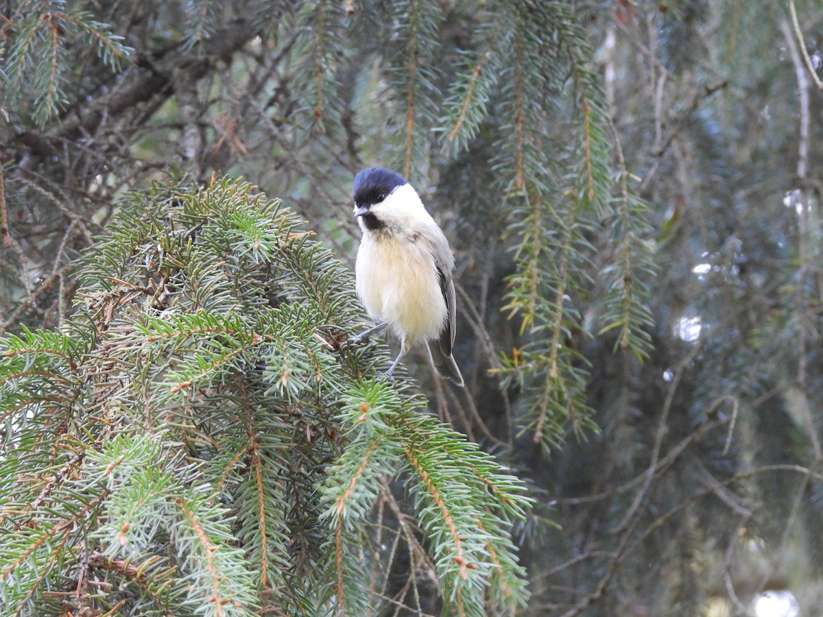Willow Tit - ML643100382
