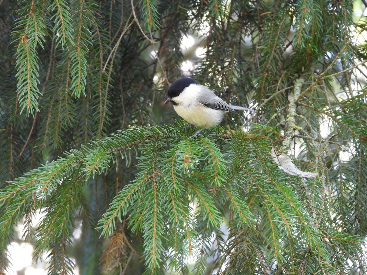 Willow Tit - ML643100383