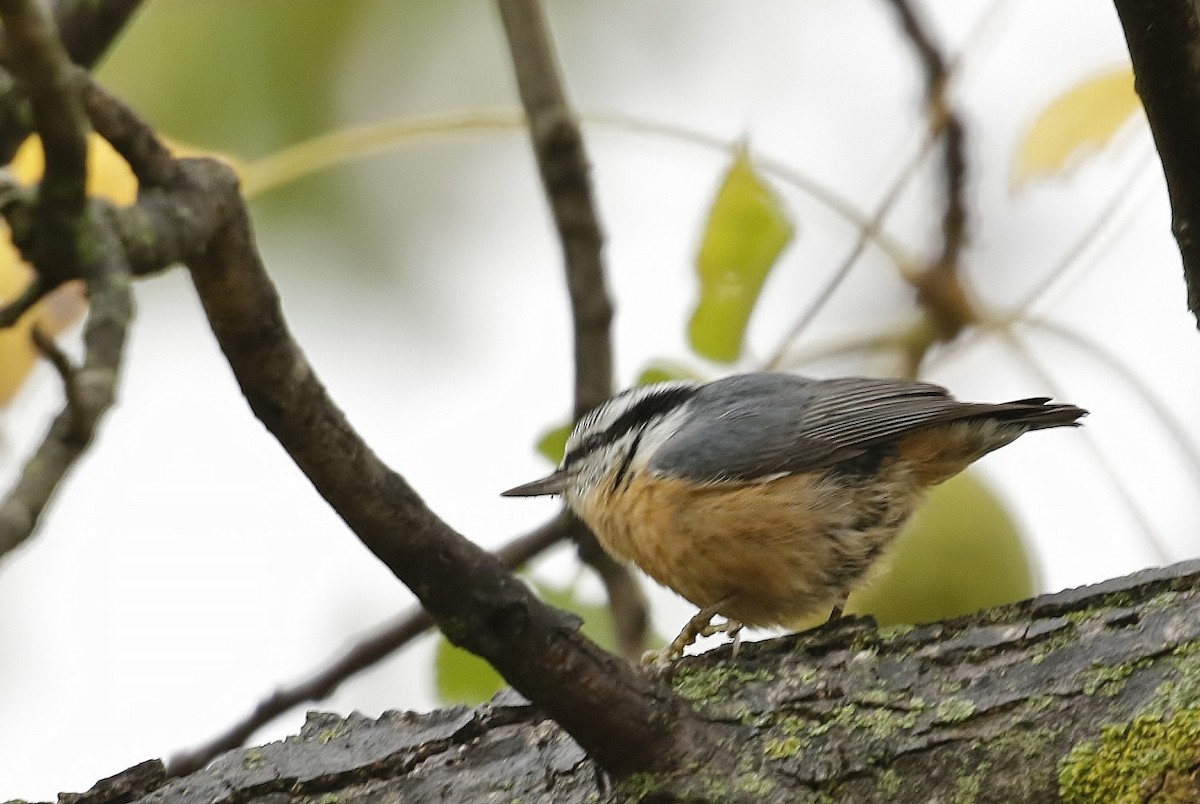 brhlík americký - ML643100423