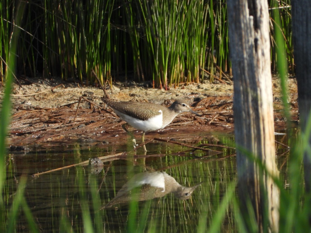 strandsnipe - ML643100429