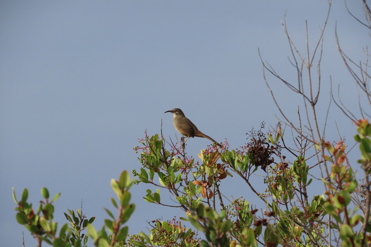 California Thrasher - ML643100430