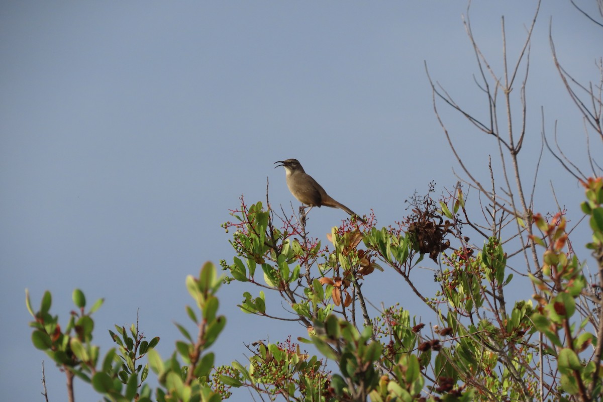 California Thrasher - ML643100431