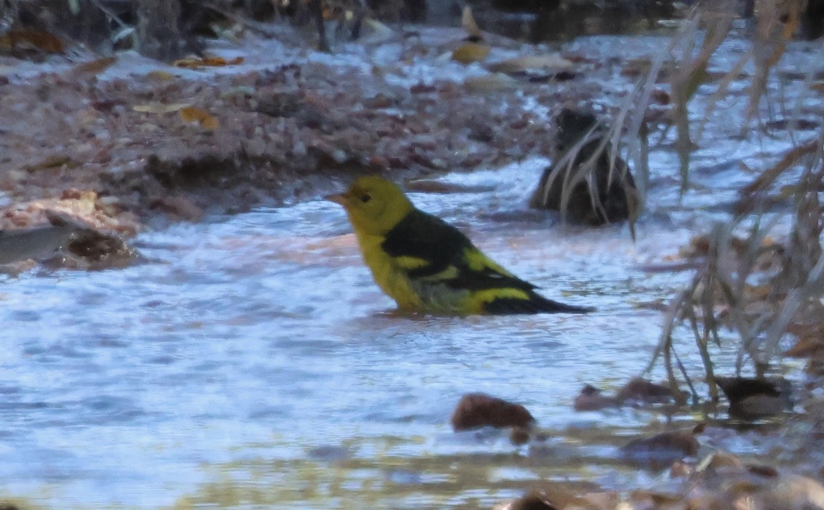 Western Tanager - ML643100456