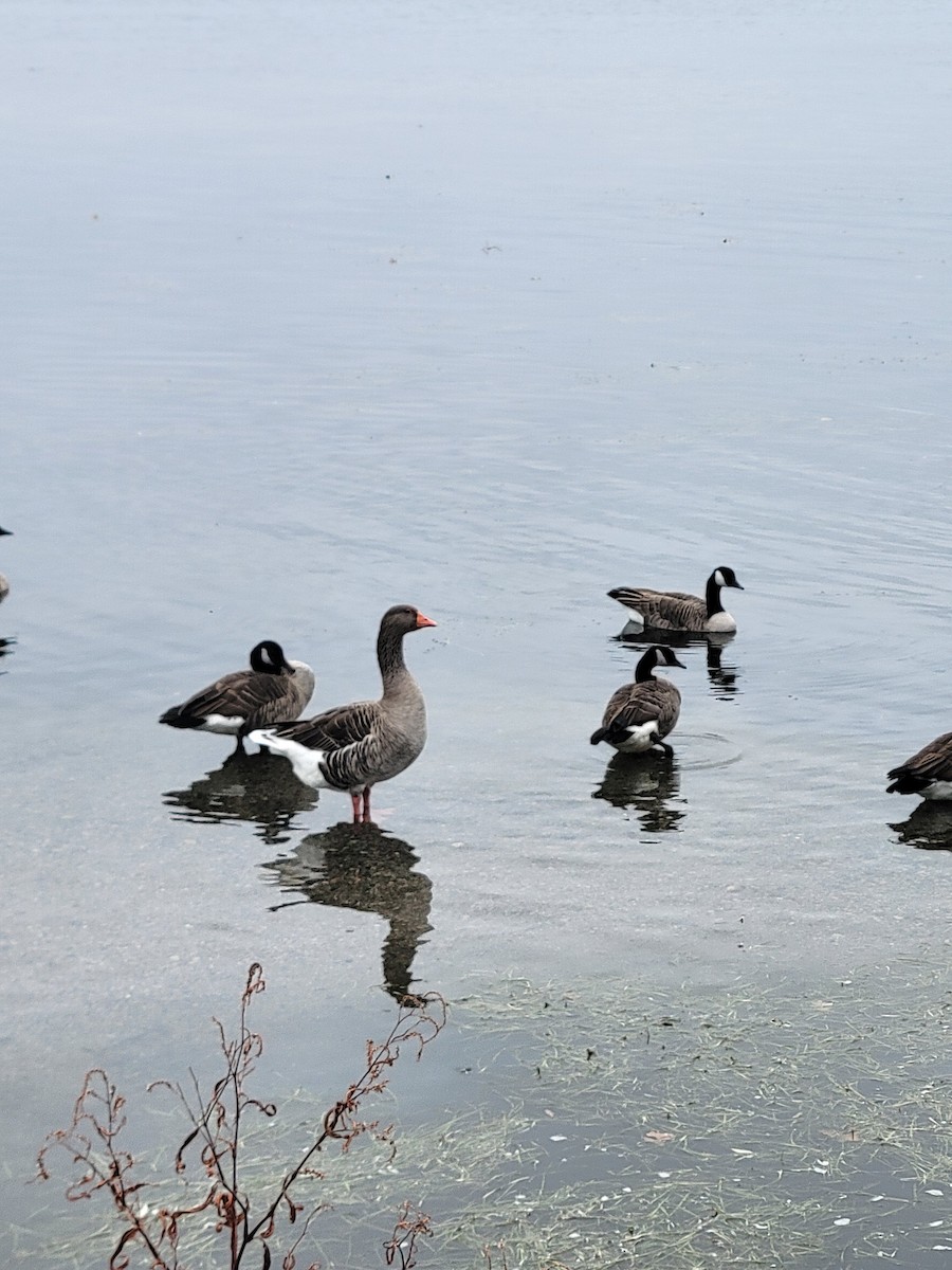 Graylag Goose (Domestic type) - ML643100467