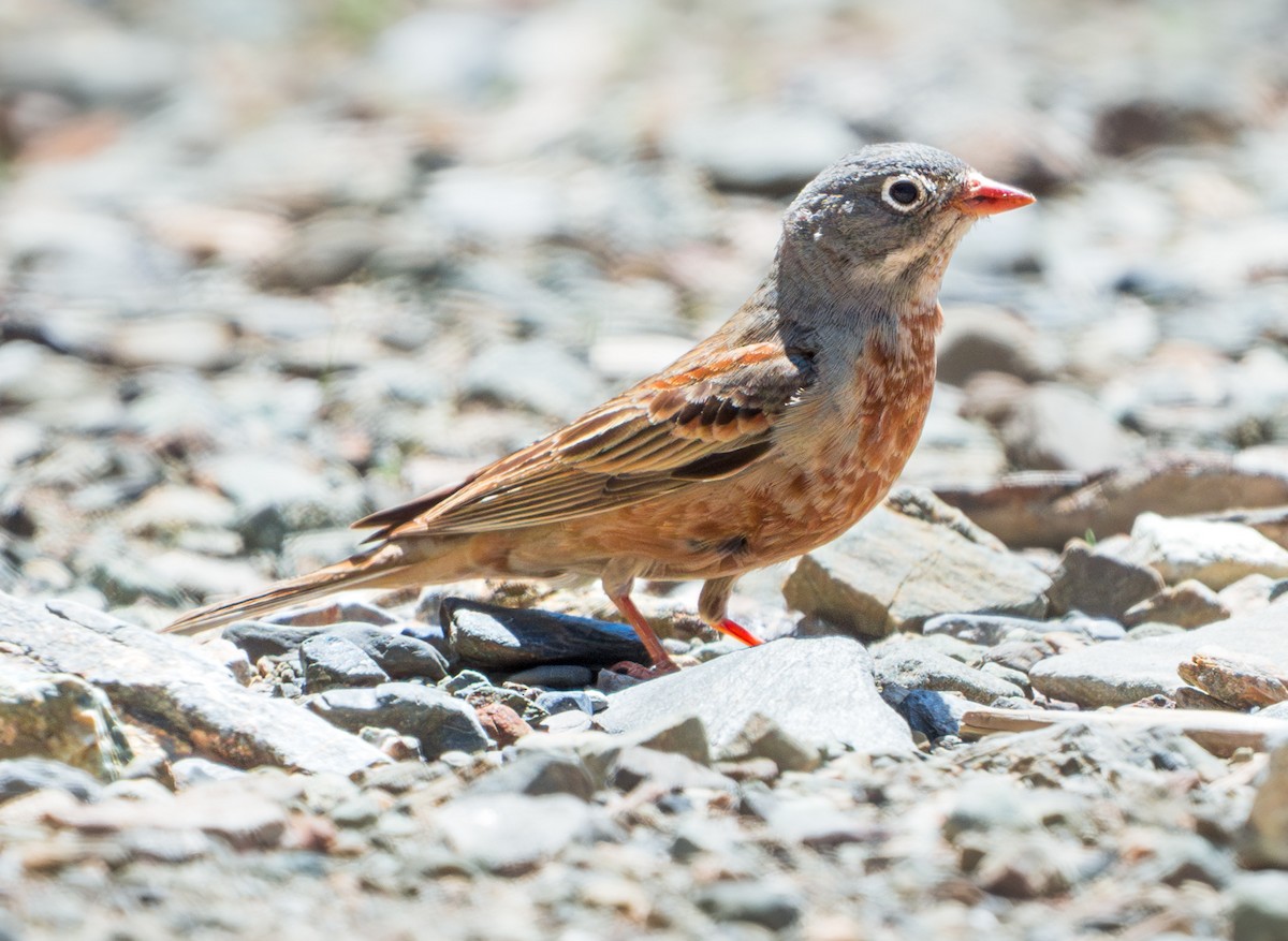 Gray-necked Bunting - ML643100481