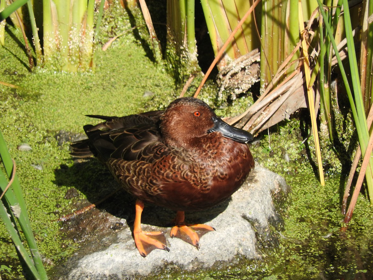 Cinnamon Teal - ML643100489