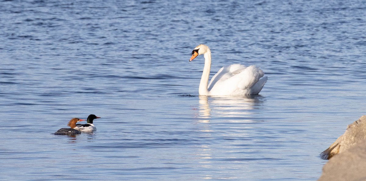 Common Merganser - ML643100497