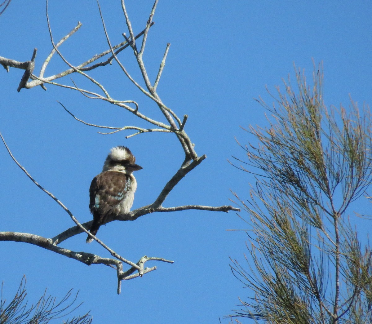 Laughing Kookaburra - ML64310051