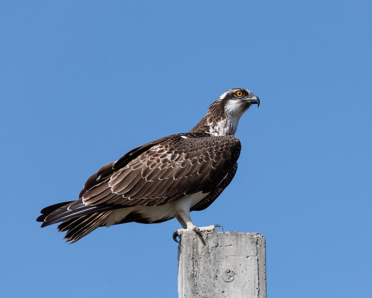 Osprey - ML643100542