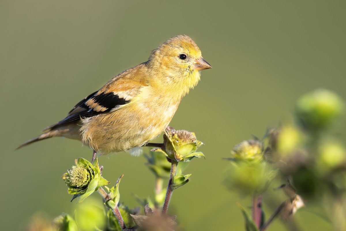 American Goldfinch - ML643100571