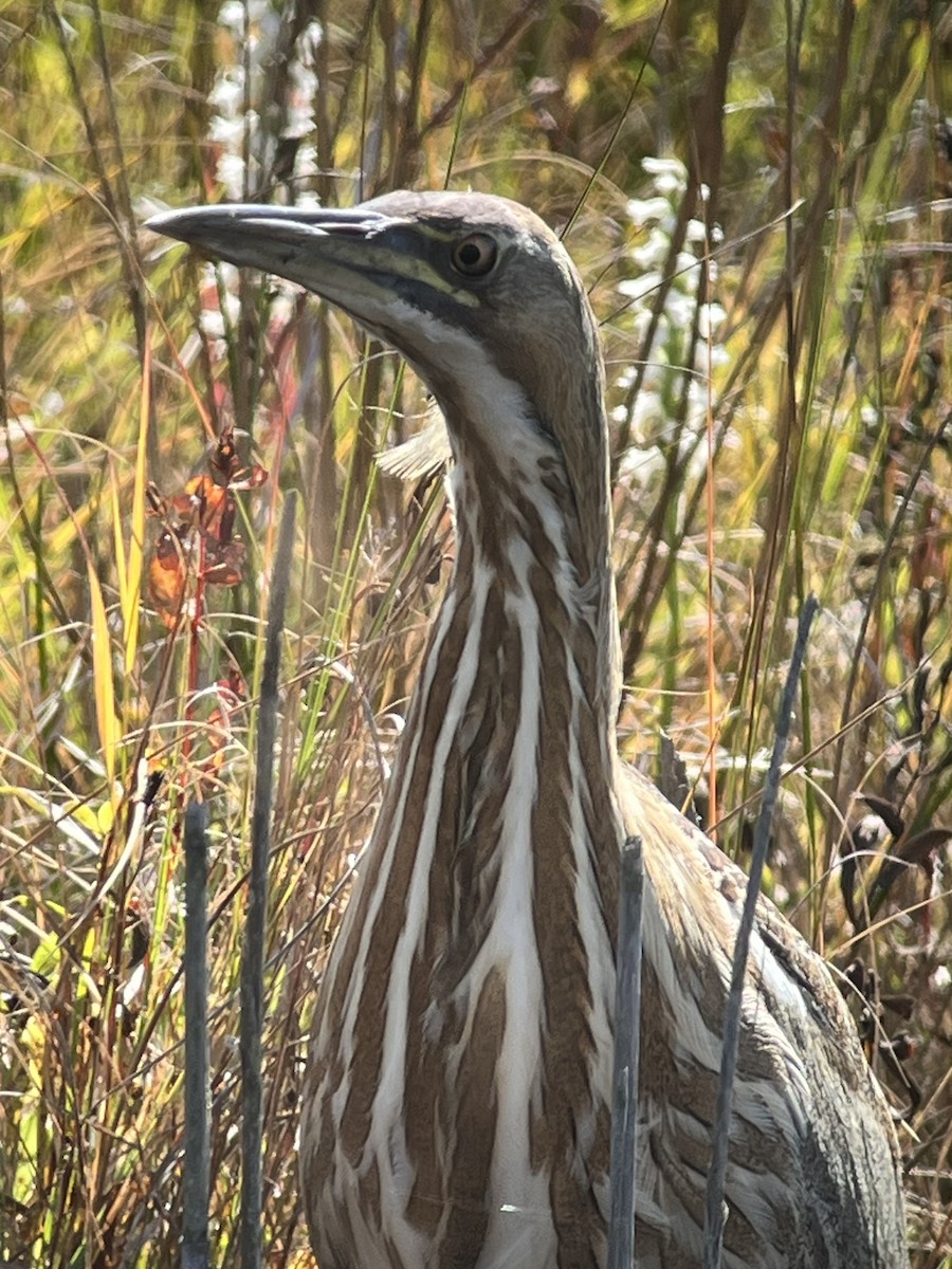 American Bittern - ML643100597