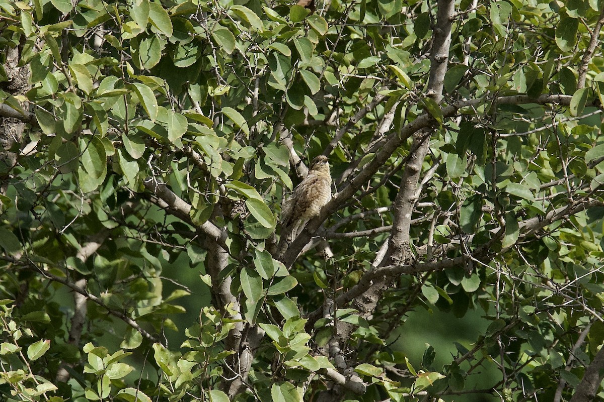 Eurasian Wryneck - ML643100605