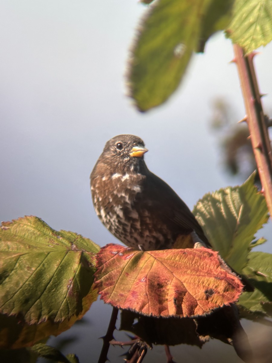 Fox Sparrow (Sooty) - ML643100643