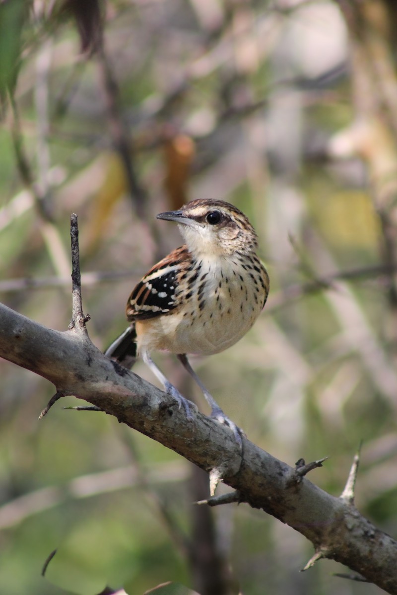 Stripe-backed Antbird - ML643100701