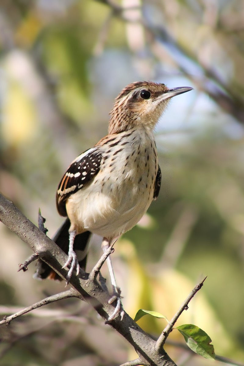 Stripe-backed Antbird - ML643100703