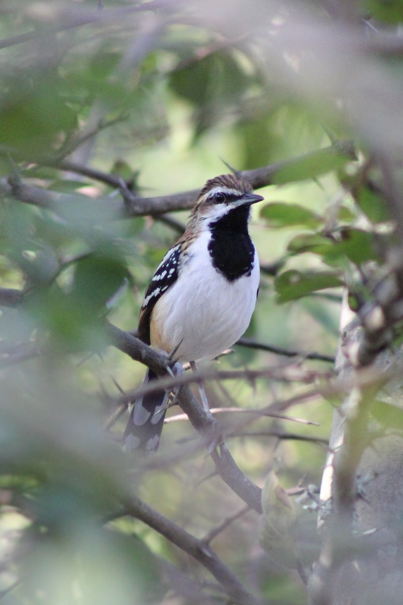 Stripe-backed Antbird - ML643100704