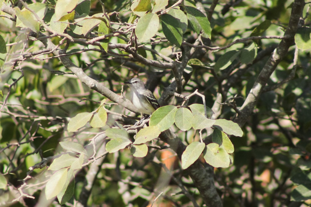 Plain Tyrannulet - ML643100725
