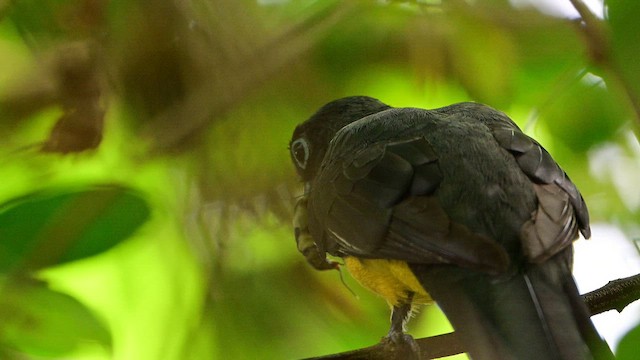 Black-headed Trogon - ML643100748