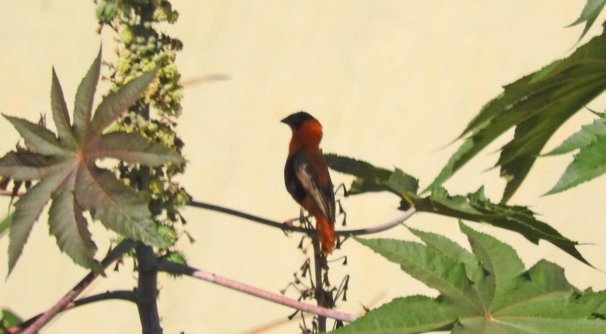 Feuerweber - ML643100756