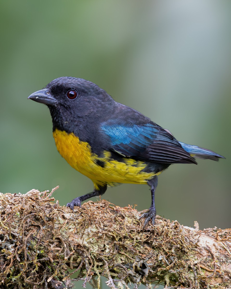 Чёрно-золотая танагра - ML643100759