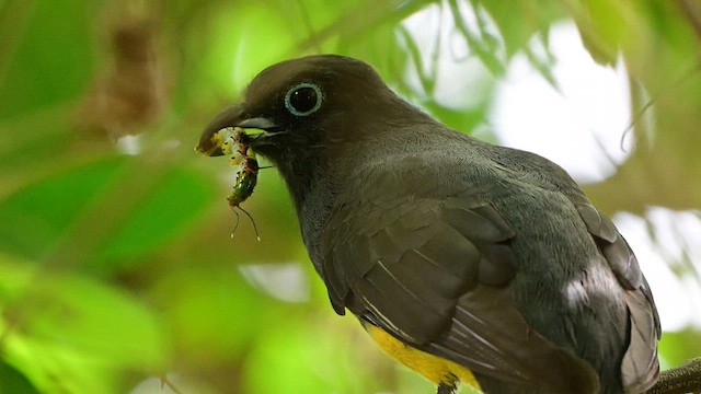 Black-headed Trogon - ML643100763