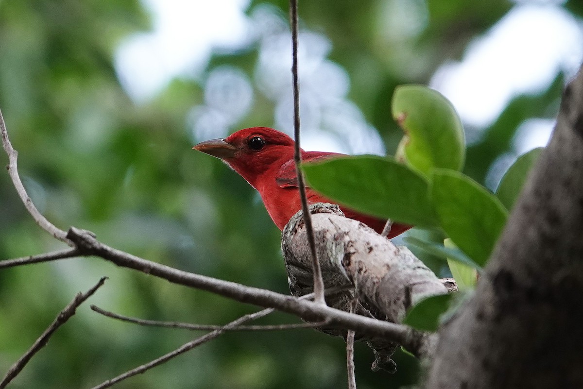 Summer Tanager - ML643100774