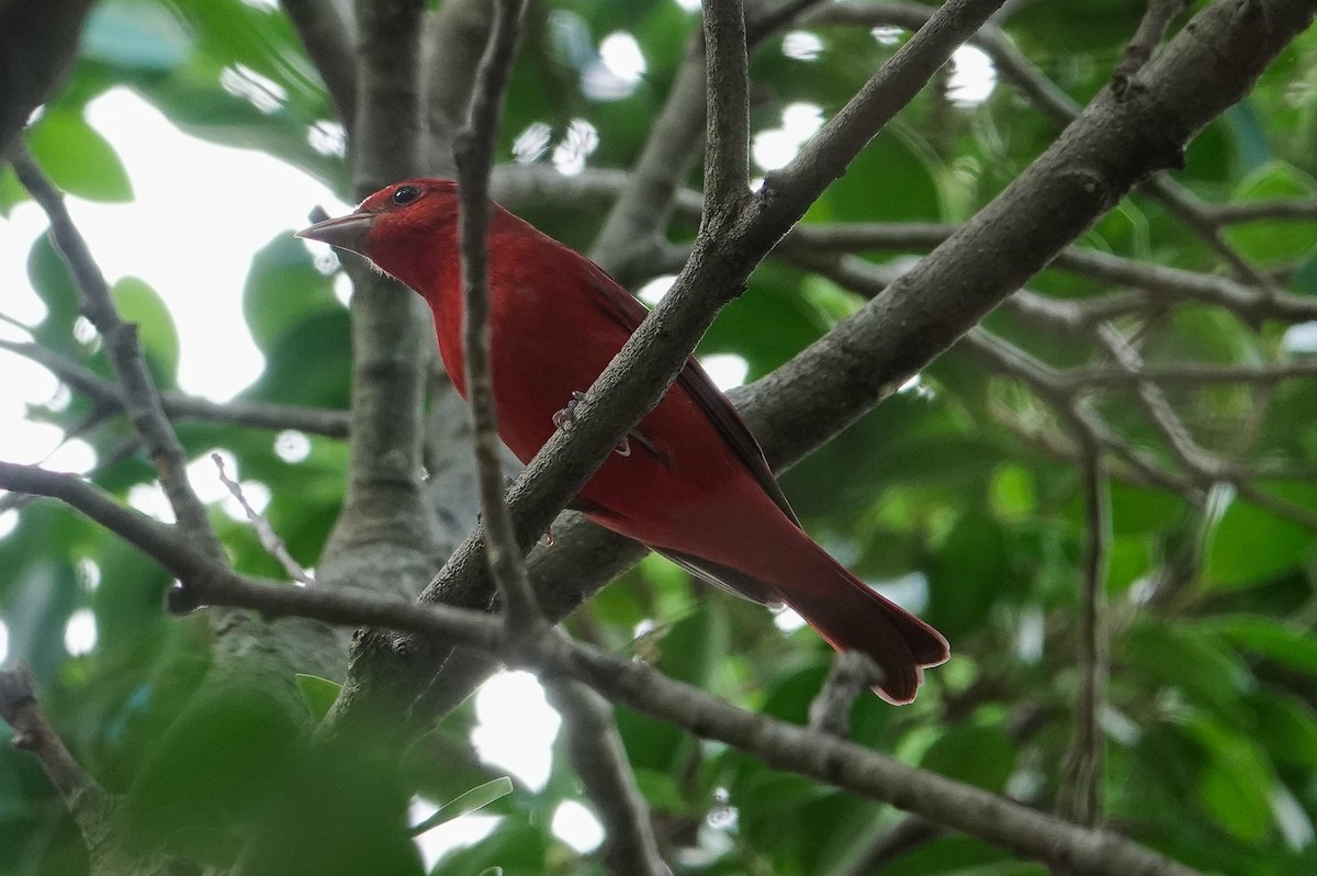 Summer Tanager - ML643100775