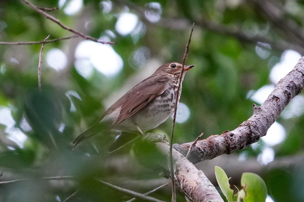 Swainson's Thrush - ML643100779