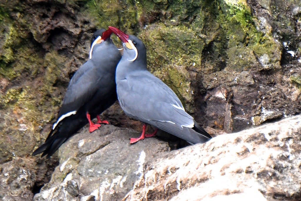 Inca Tern - ML643100789