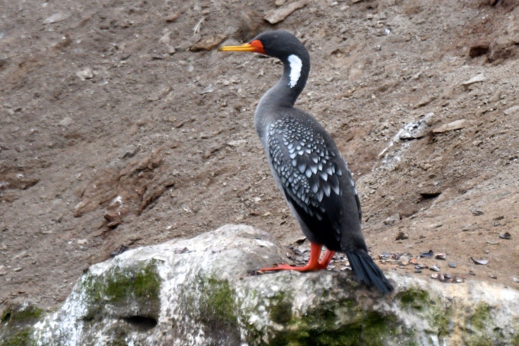 Red-legged Cormorant - ML643100802