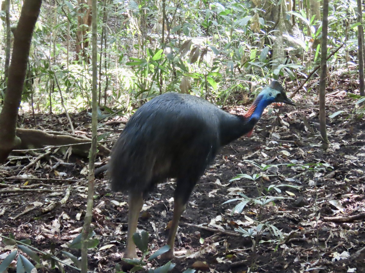 Southern Cassowary - ML643100831