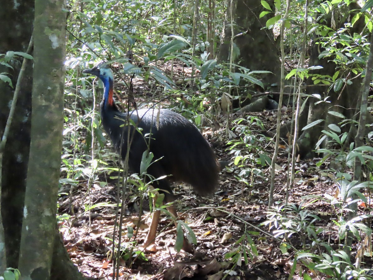 Southern Cassowary - ML643100832