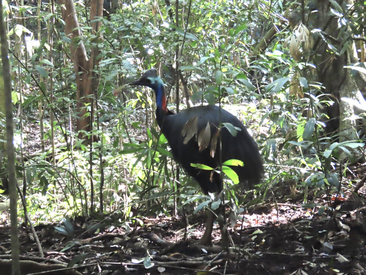 Southern Cassowary - ML643100833