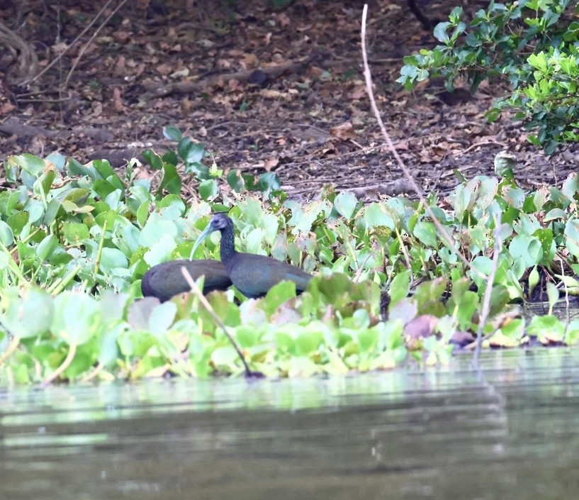 Green Ibis - ML643100837