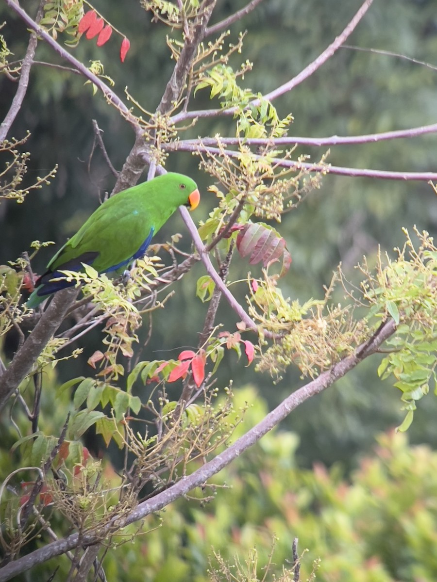 Moluccan Eclectus - ML643100857