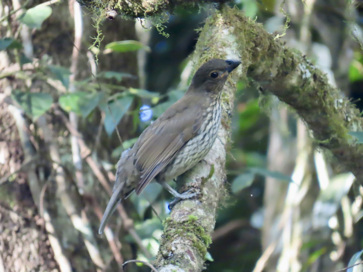 Tooth-billed Bowerbird - ML643100868