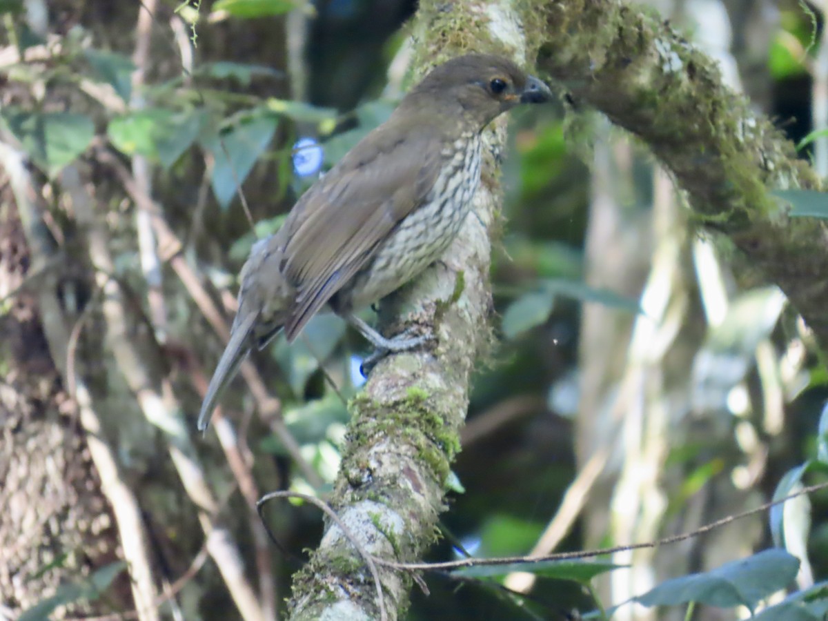 Tooth-billed Bowerbird - ML643100869