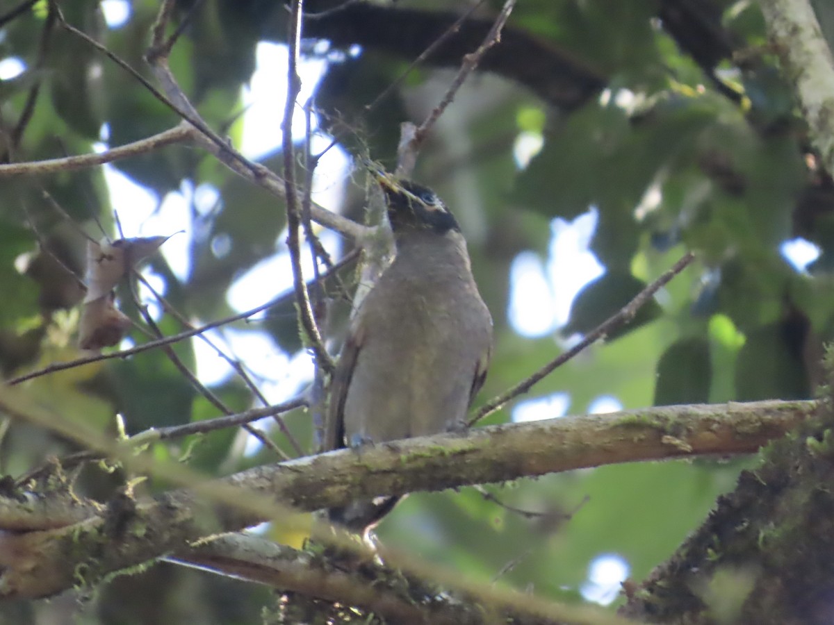 Bridled Honeyeater - ML643100891