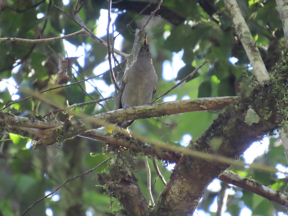 Bridled Honeyeater - ML643100892