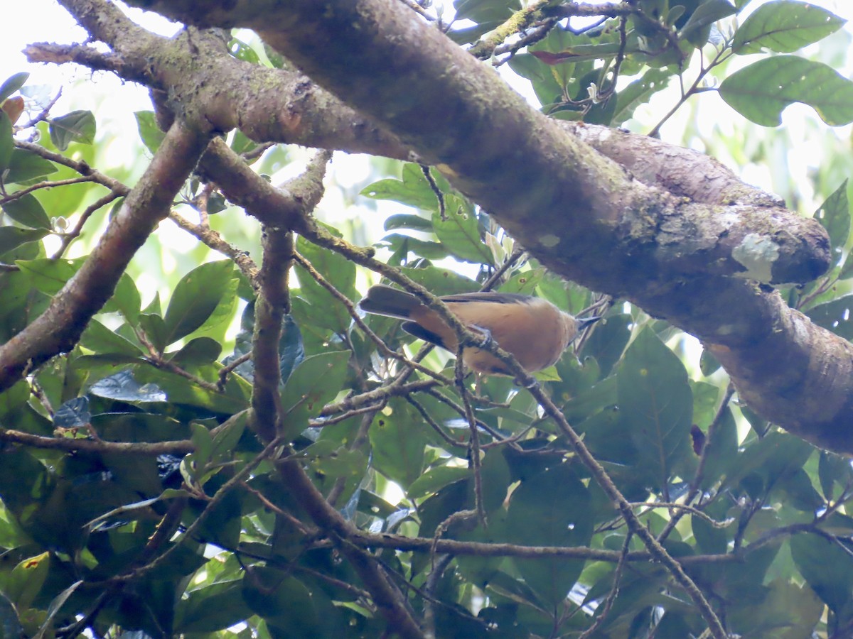 Bower's Shrikethrush - ML643100967