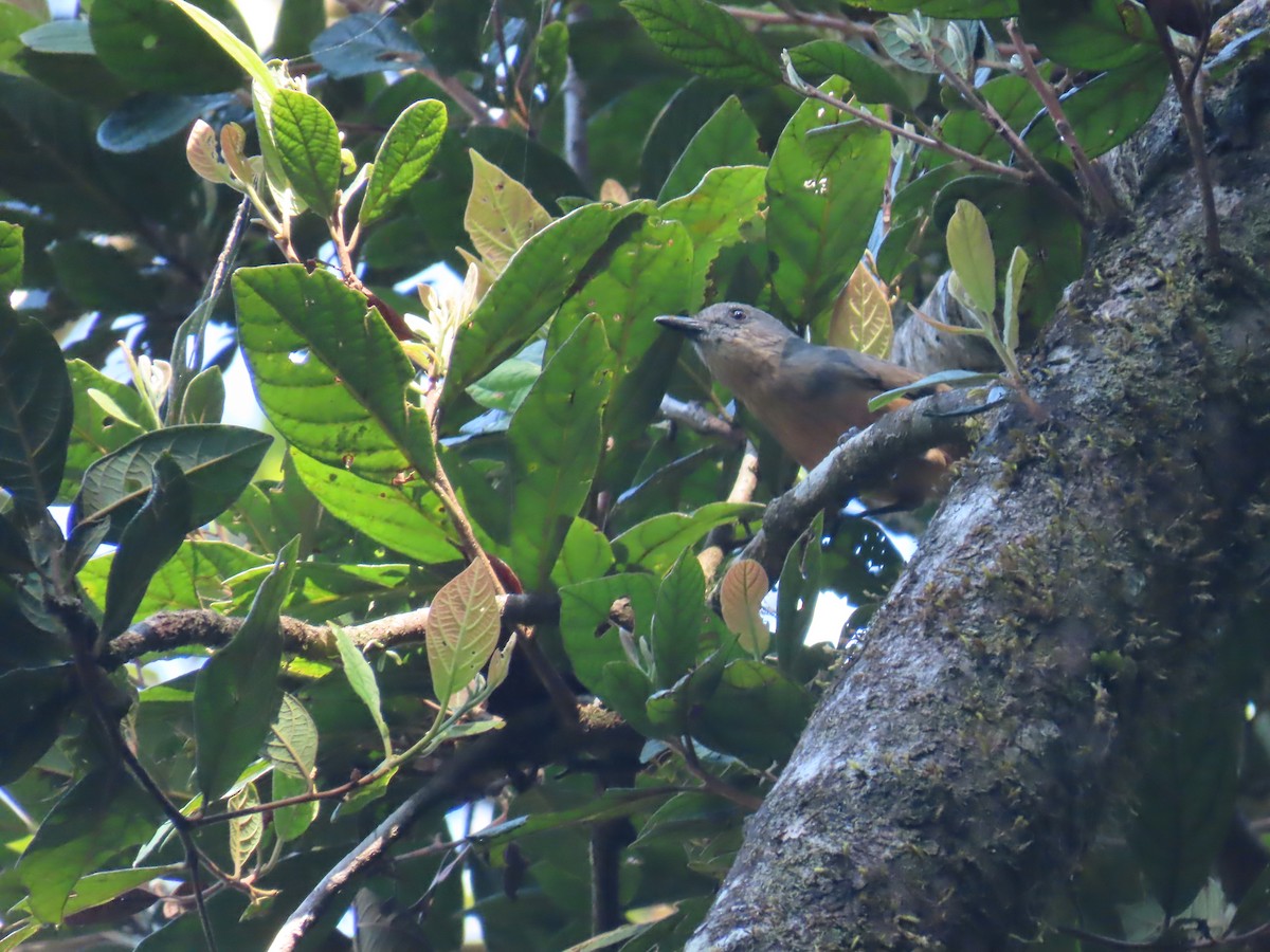 Bower's Shrikethrush - ML643100969