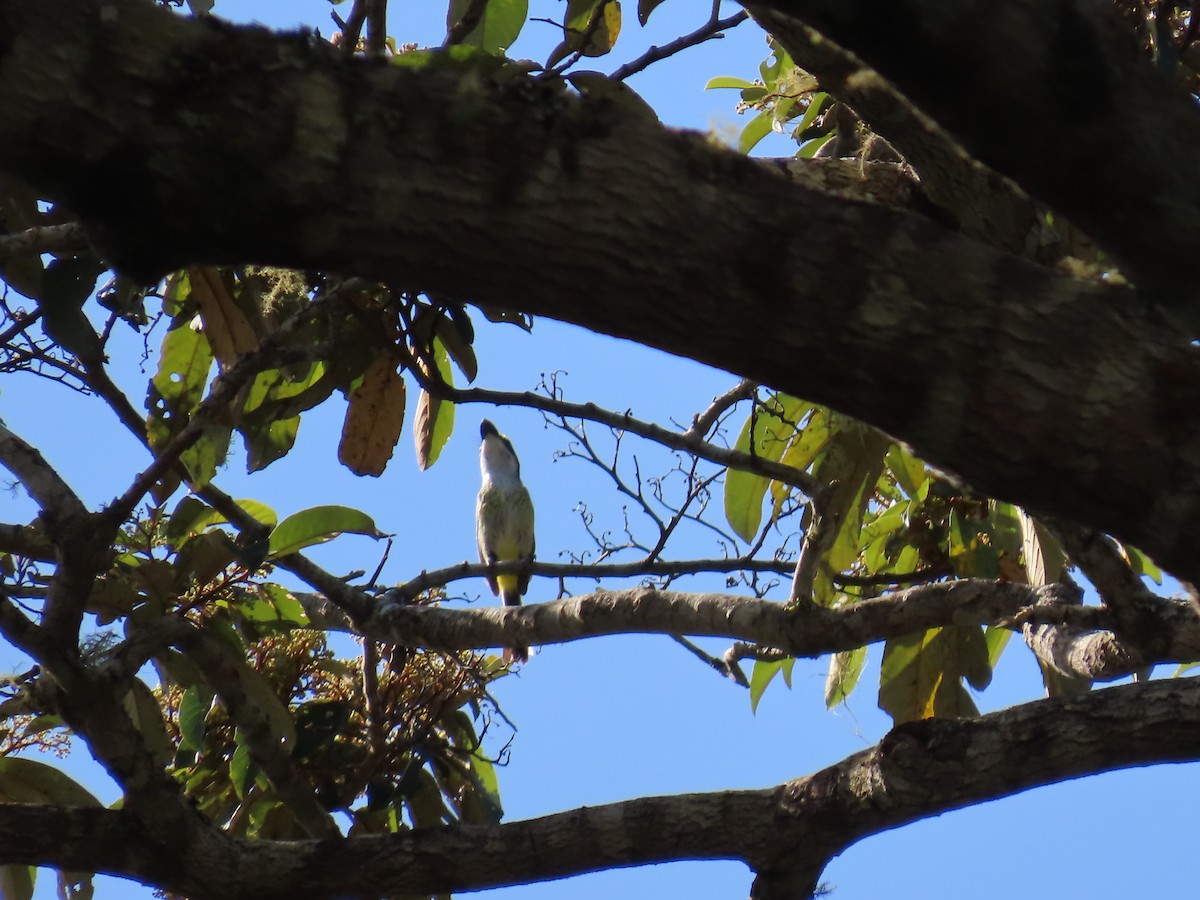 Yellow-breasted Boatbill - ML643100986