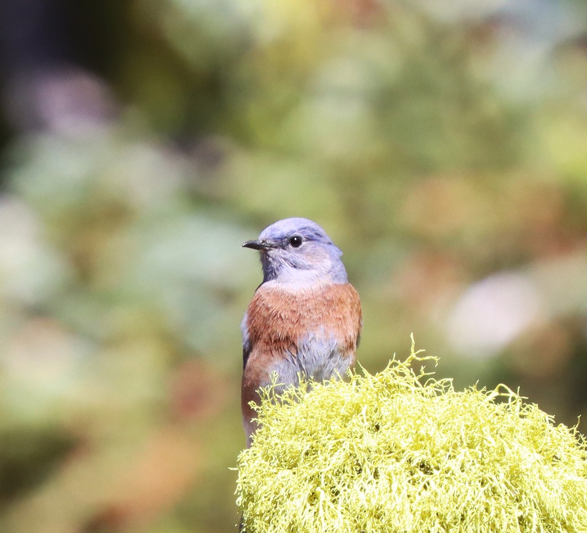Western Bluebird - ML643101054