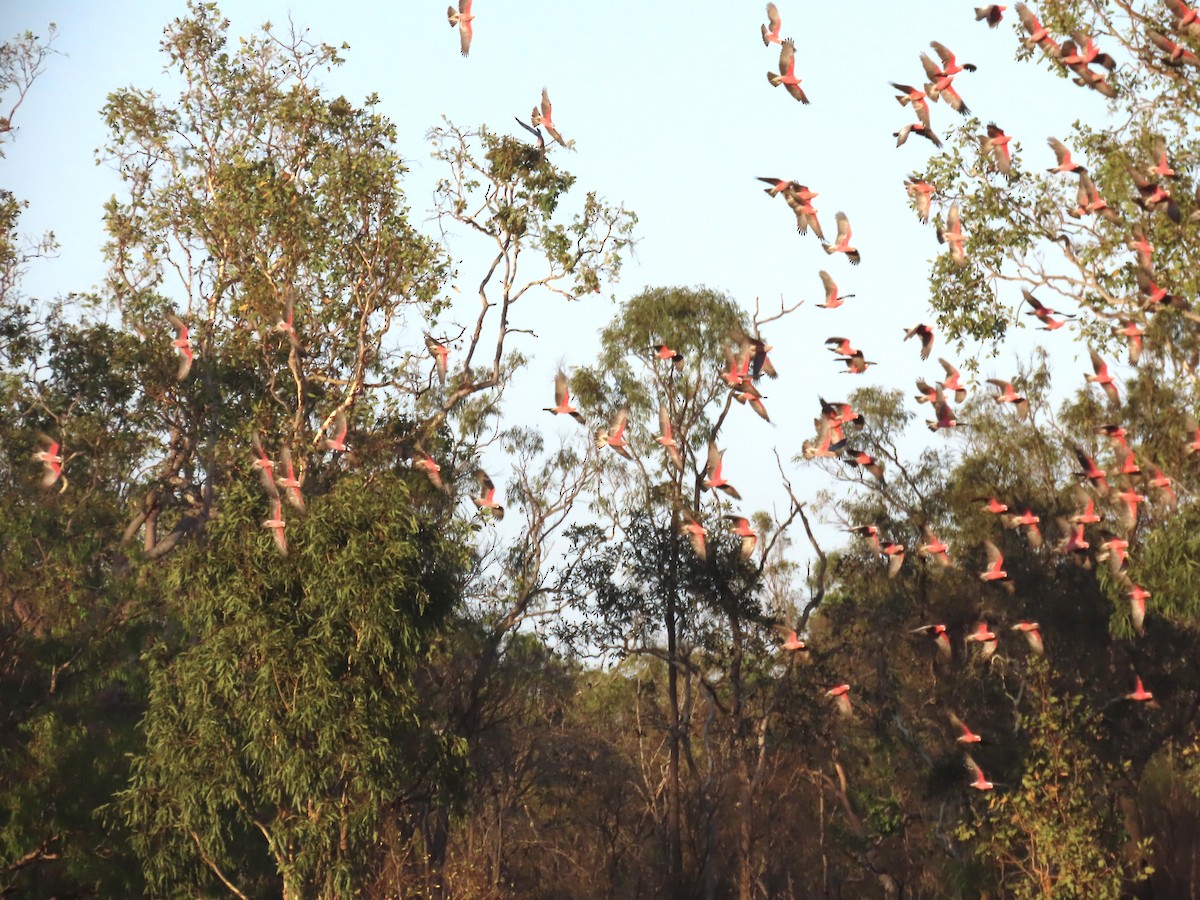 Galah - ML643101101