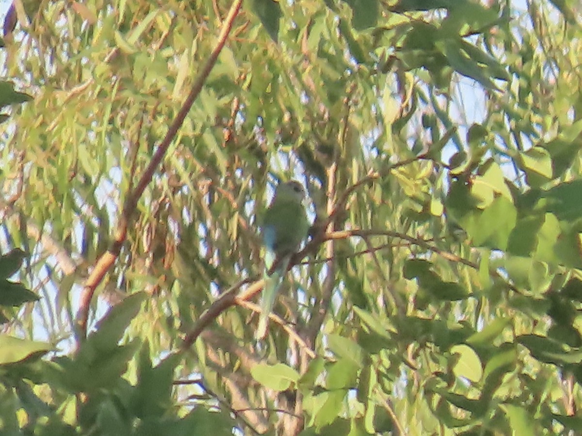 Golden-shouldered Parrot - ML643101127