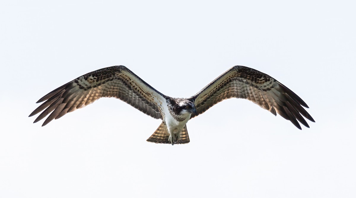 Osprey - ML643101166