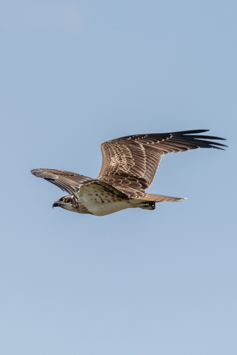 Osprey - ML643101167