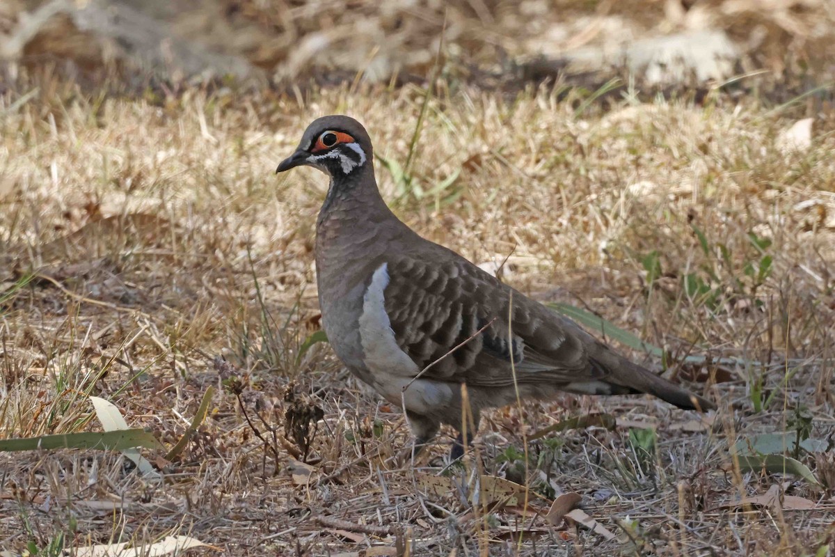 Squatter Pigeon - ML643101188
