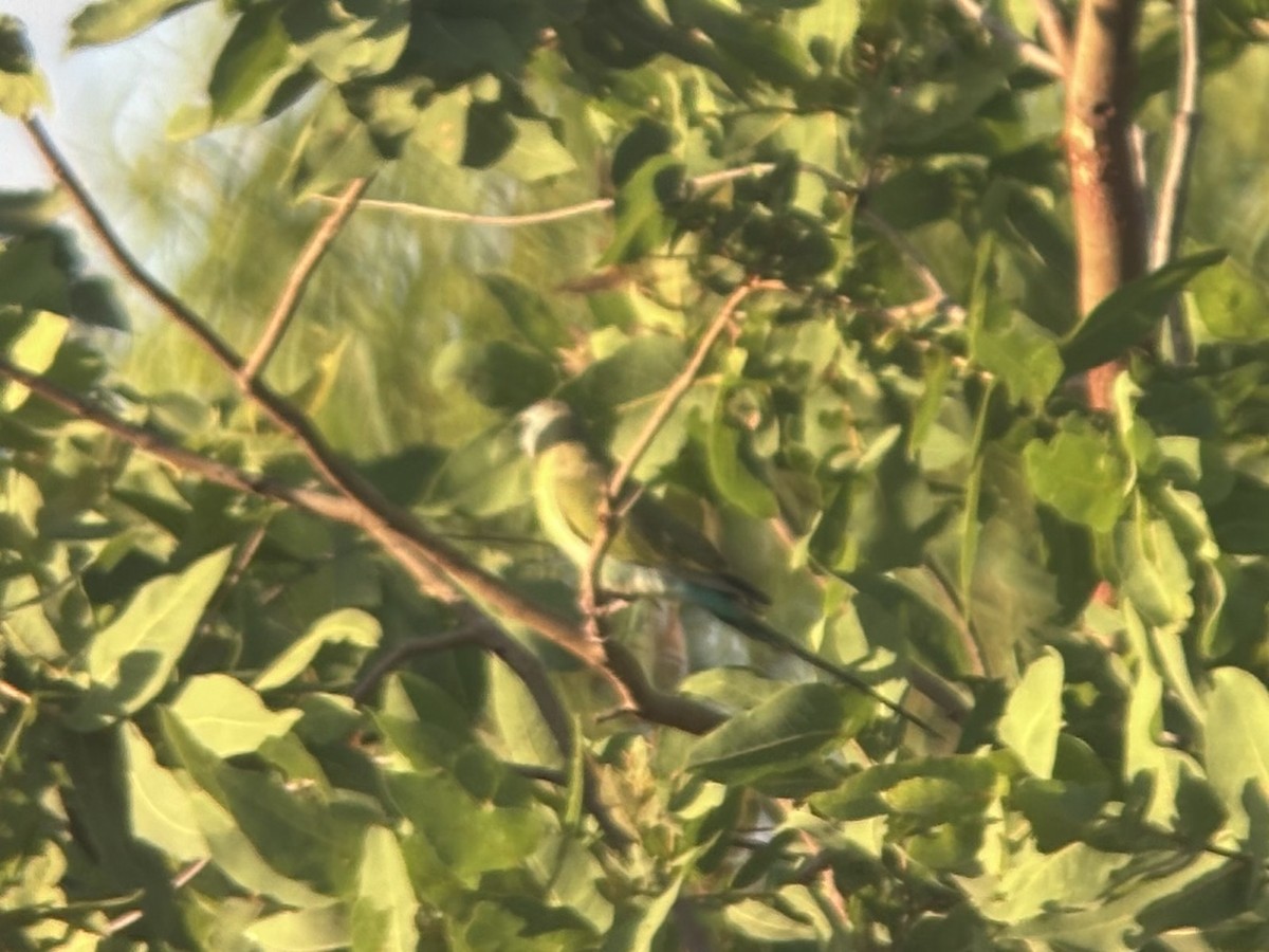 Golden-shouldered Parrot - ML643101193